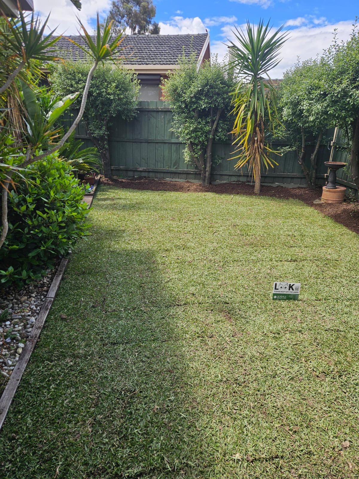 Lush established lawn Melbourne backyard