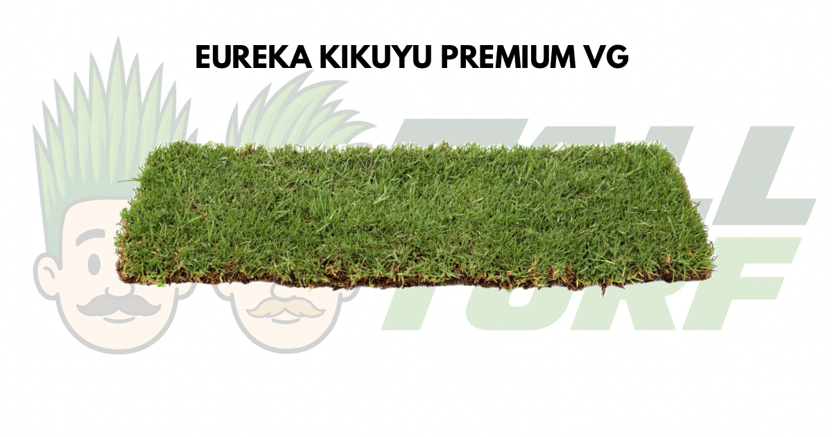 Eureka Kikuyu Premium turf