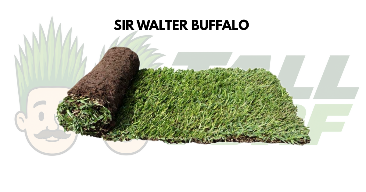 TifTuf Hybrid Bermuda turf