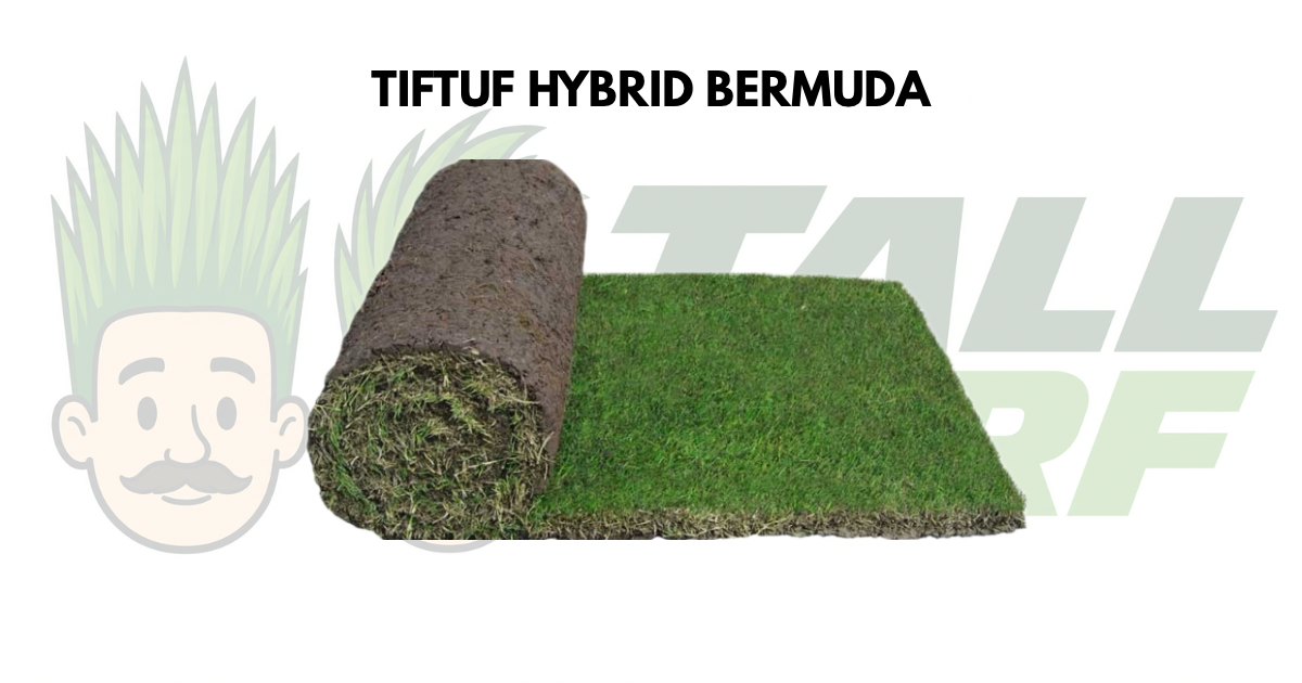 Sir Walter Buffalo turf